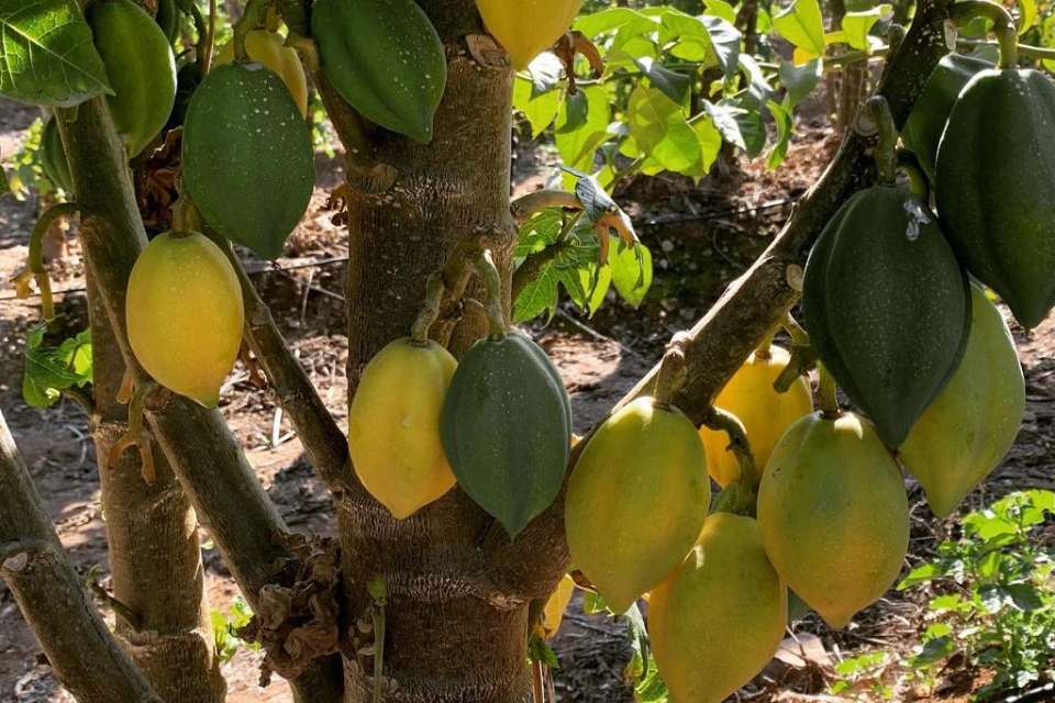 10 cosas que hacer cerca del Aeropuerto de La Serena mientras esperas tu vuelo.
